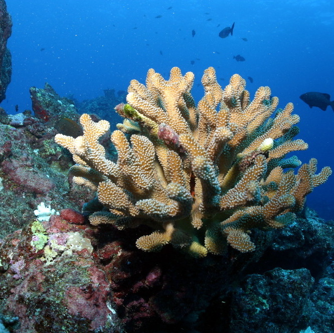 Yellow goatfish