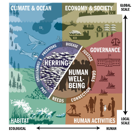 Levin_etal_herring_ecosystem