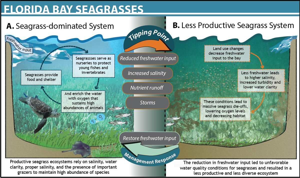 Seagrass Ecosystem of Lignumvitae Key