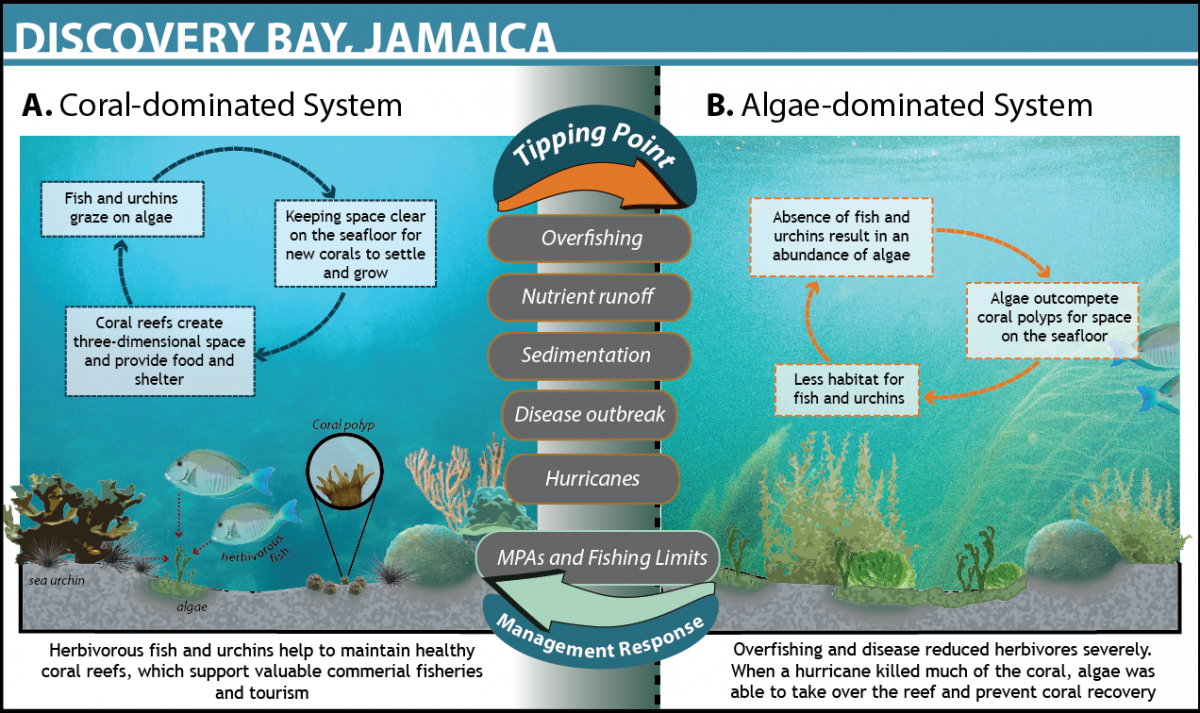 jamaican coral reefs