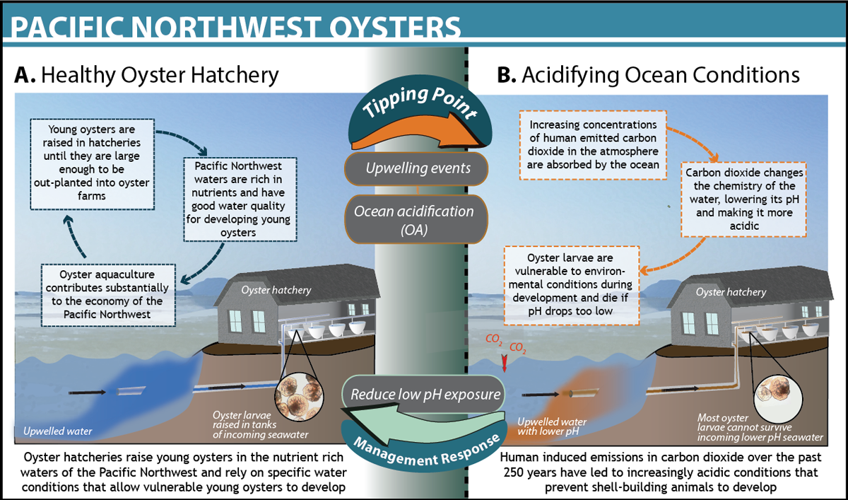 Oyster in the Pacific Northwest, USA Ocean Tipping Points