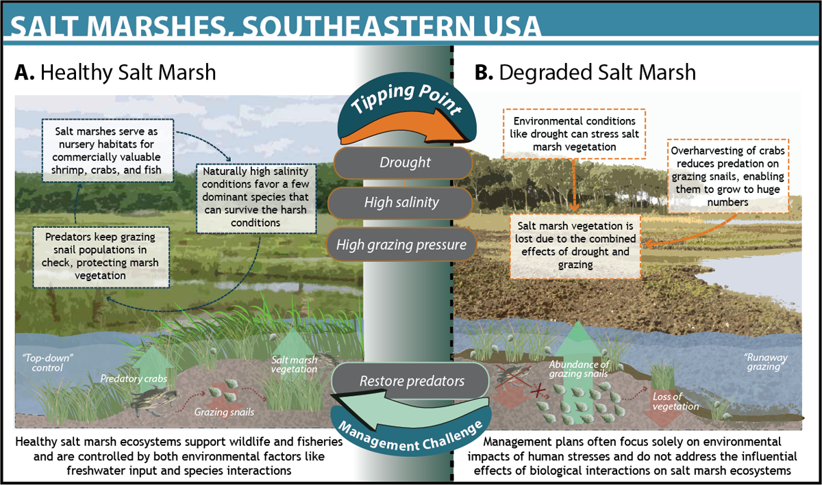 Salt Marshes in the Southeast, USA | Ocean Tipping Points