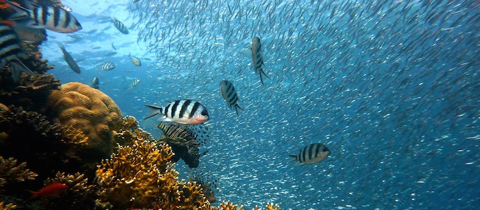 Reef fish