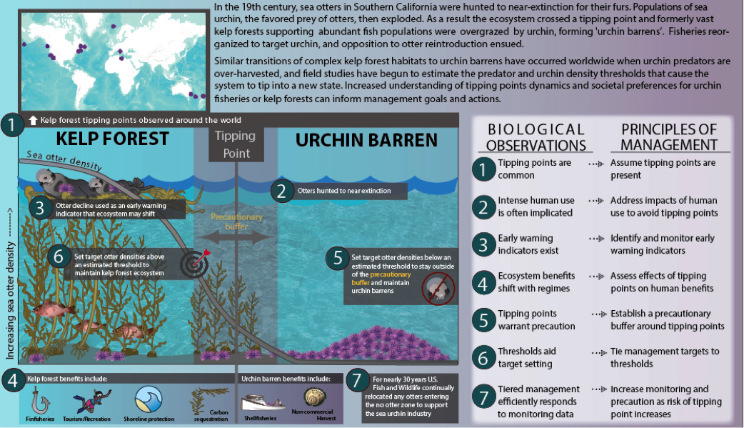 kelp forest ecosystem diagram